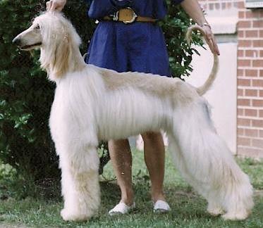 Kasban Minuteman | Afghan Hound 