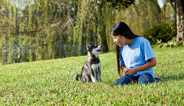 Alaskan Klee Kai