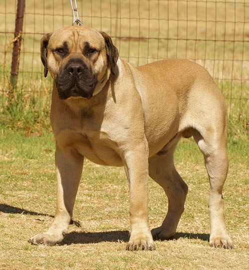 Targus Madot | African Boerboel 