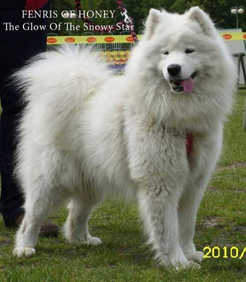 FENRIS OF HONEY The Glow of the Snowy Star | Samoyed 