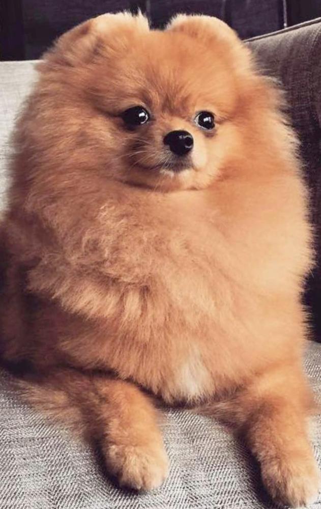 POM ADORE'S SHE'S ONE COOL GAL | Pomeranian 