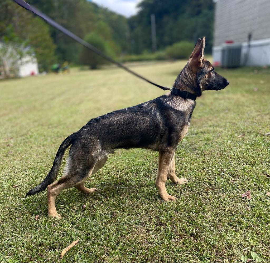 Havoc von DAK | German Shepherd Dog 