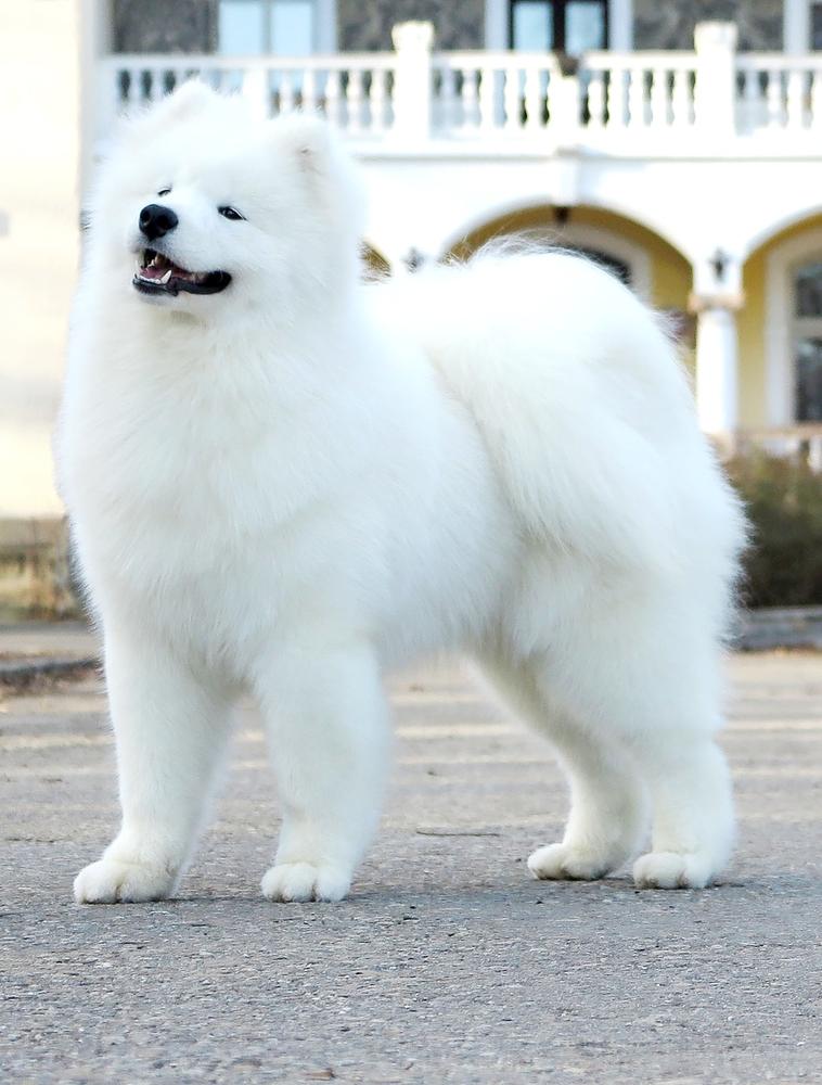 HOROSHIY PAREN s Hutora Dykanki | Samoyed 