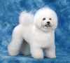 Hardy-Flap's Bolton Wanderers | Bichon Frise 