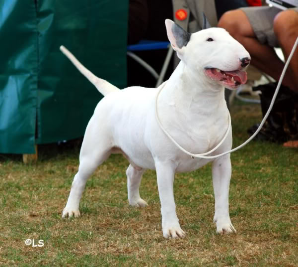 Lydsyll the untouchable | Bull Terrier 