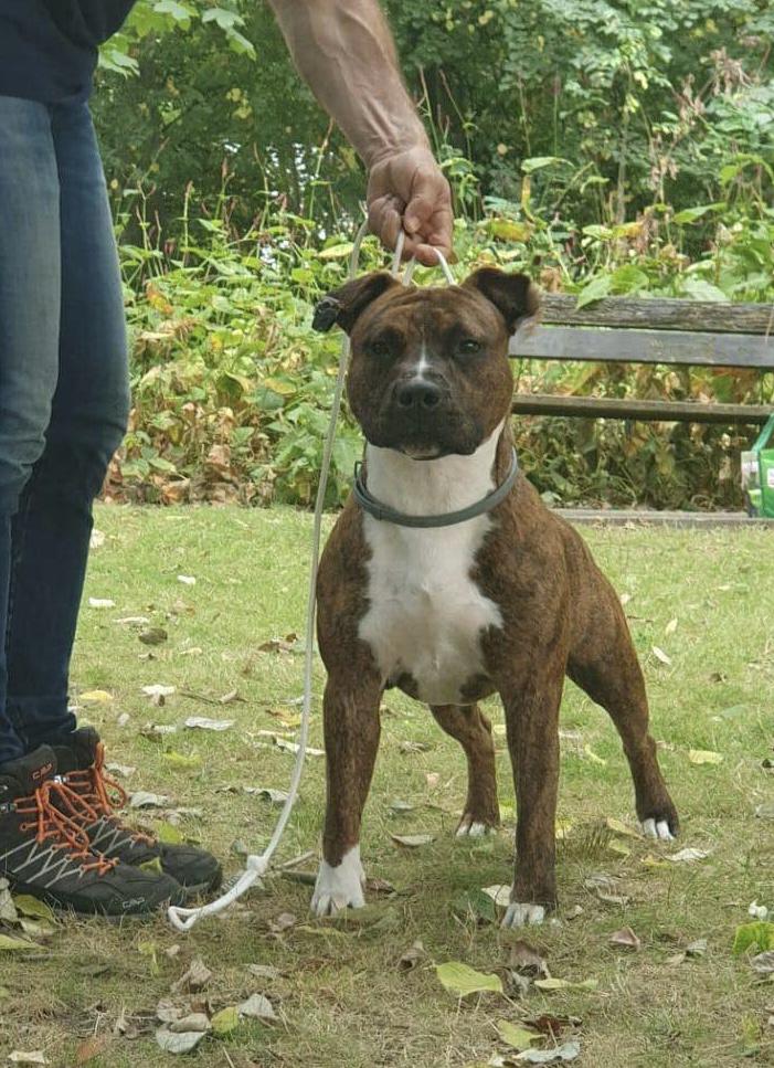 Underground King Rexx | American Staffordshire Terrier 