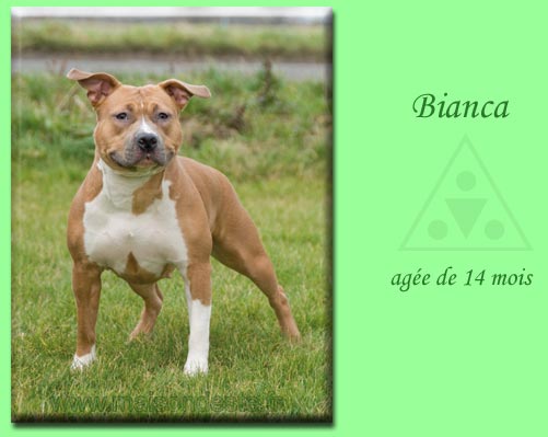 Bianca de la maison d este | American Staffordshire Terrier 
