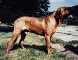 Eshabeta´s New Dog | Fila Brasileiro 