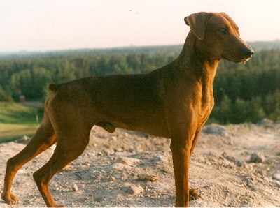 Yarracitta ITSEMISTERWAU | German Pinscher 