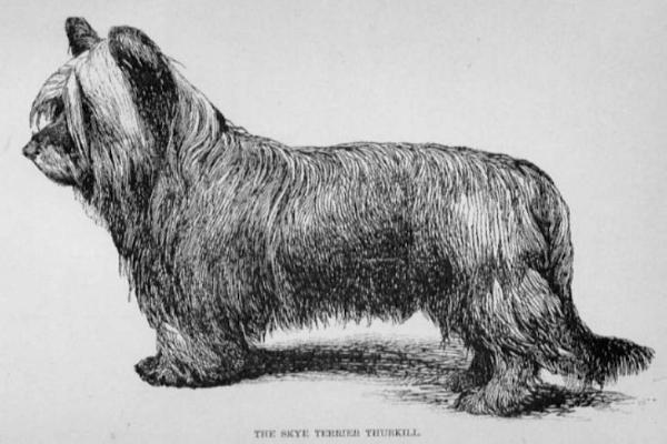 Thurkill (1892) KCSB 25686 | Skye Terrier 