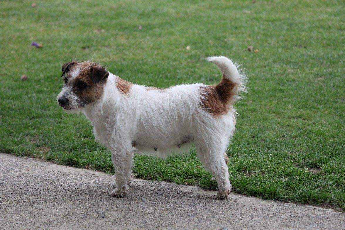 Ashlands Talk Of the town | Jack Russell Terrier 