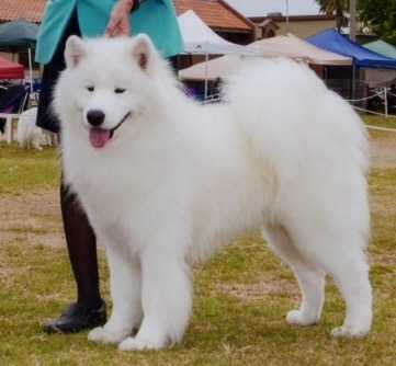 Bruin's Stillwater Snowstorm | Samoyed 