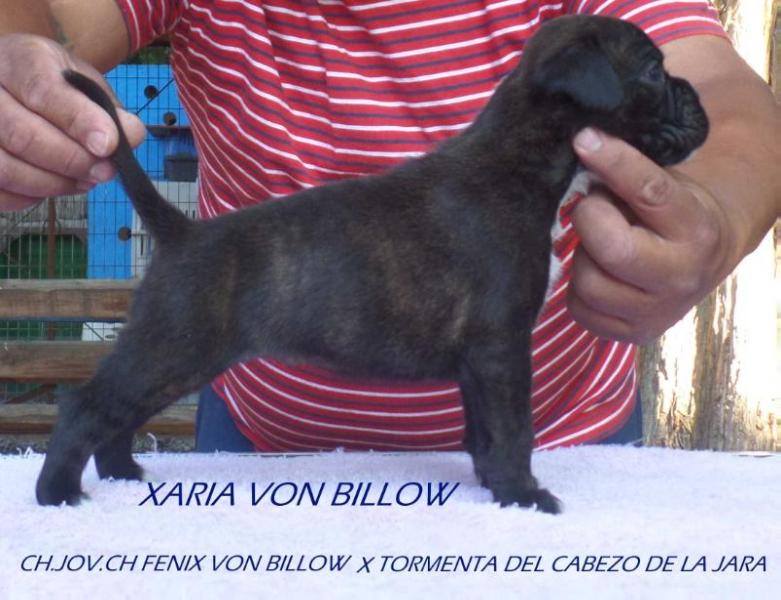 xaria von billow | Boxer 