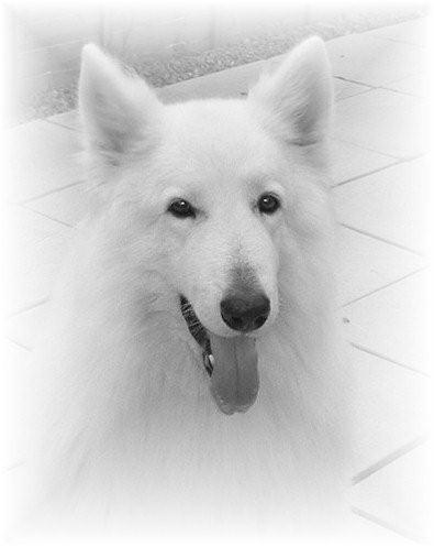 Bridgeview White Tiger | White Swiss Shepherd Dog 