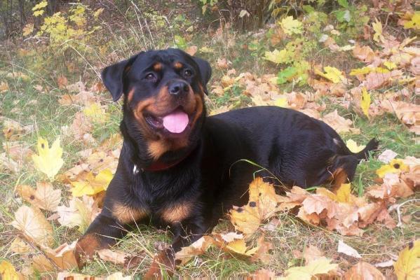 Danaja tai fokstrotas | Rottweiler 