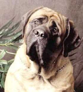 Marcolian Rhannas Flower of Luvalump | Mastiff 