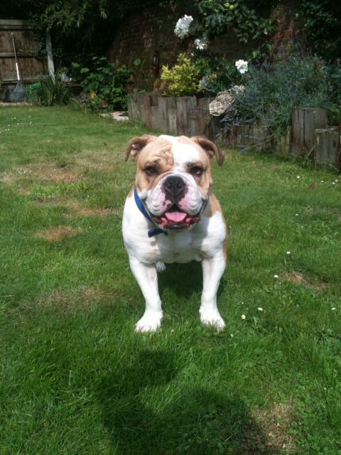 Fenland Poppy | Olde English Bulldogge 