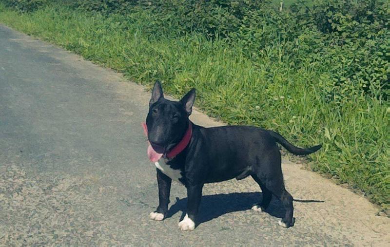 Splinter D'Yobrebull | Miniature Bull Terrier 