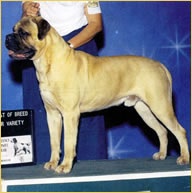 Canas Double Dox On The Rocks | Bullmastiff 