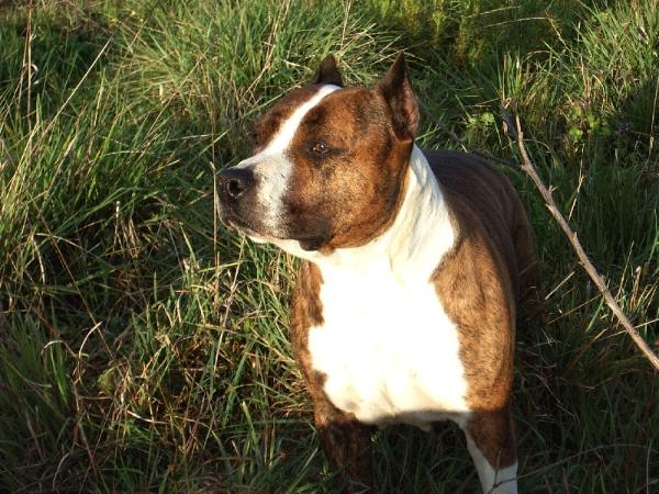 barbarian's Nova de la terre des anges | American Staffordshire Terrier 