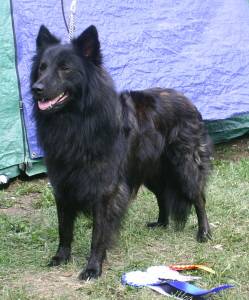 Svartskenen's Kidron Gutty | Dutch Shepherd 