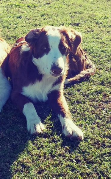 Cooper Ray | Border Collie 