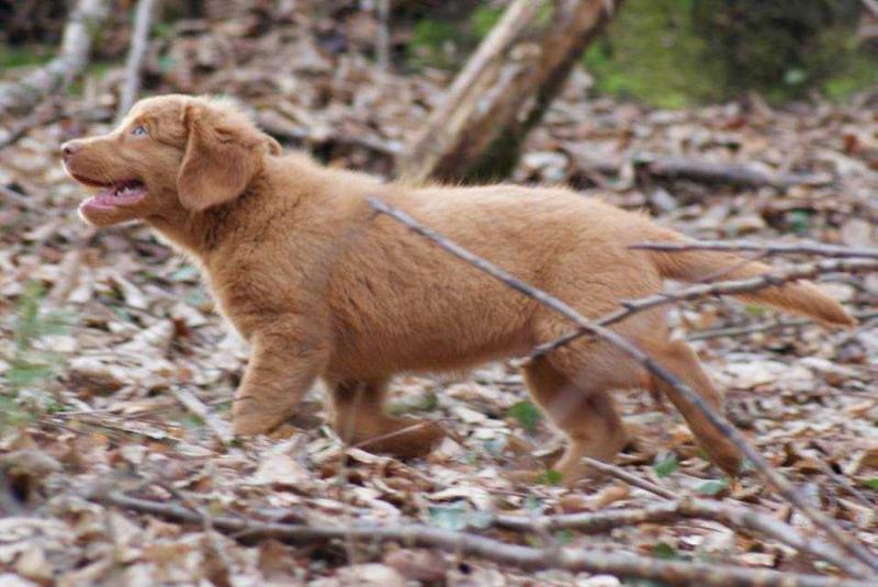 Praetorium Latobicorum's Lira | Nova Scotia Duck Tolling Retriever 