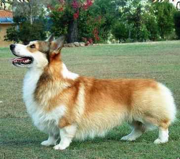 Stormwey Set To Go | Pembroke Welsh Corgi 