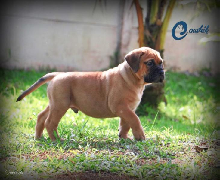 Eashik´s I´m The King of The World | Bullmastiff 