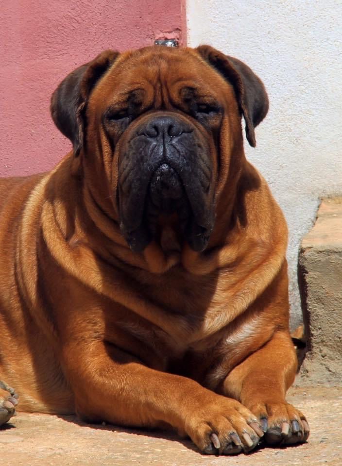 Lupe De Bariloche | Dogue de Bordeaux 