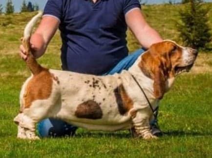 Brown Bruno Francesca | Basset Hound 