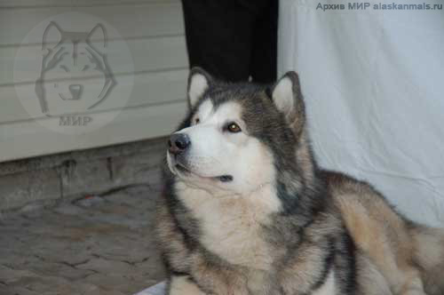 Bach z Rubinkowskiego Pola | Alaskan Malamute 