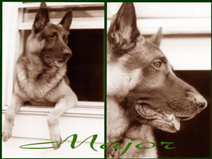 Brewercrest's Major Indy | German Shepherd Dog 