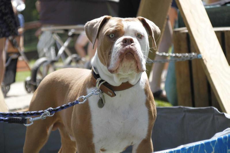 Sakura Bulls Levitas | Olde English Bulldogge 