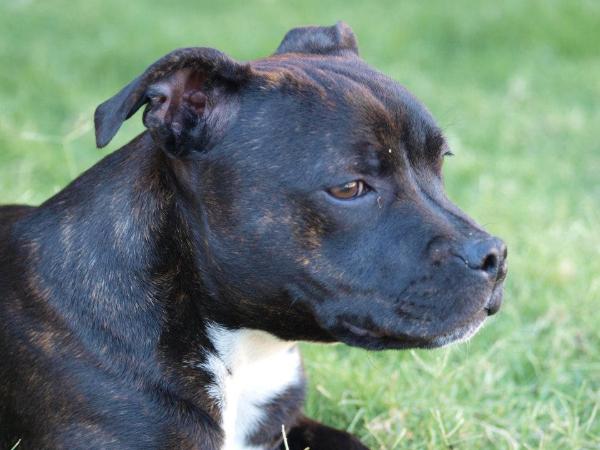 Africa (Of pard) | Staffordshire Bull Terrier 