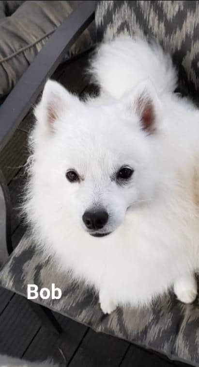 WYNNEIRAS ANYTHING IS POSSIBLE | American Eskimo Dog 