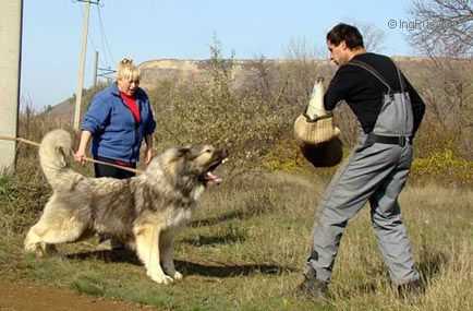 Graf Bezuhof | Caucasian Mountain Dog 