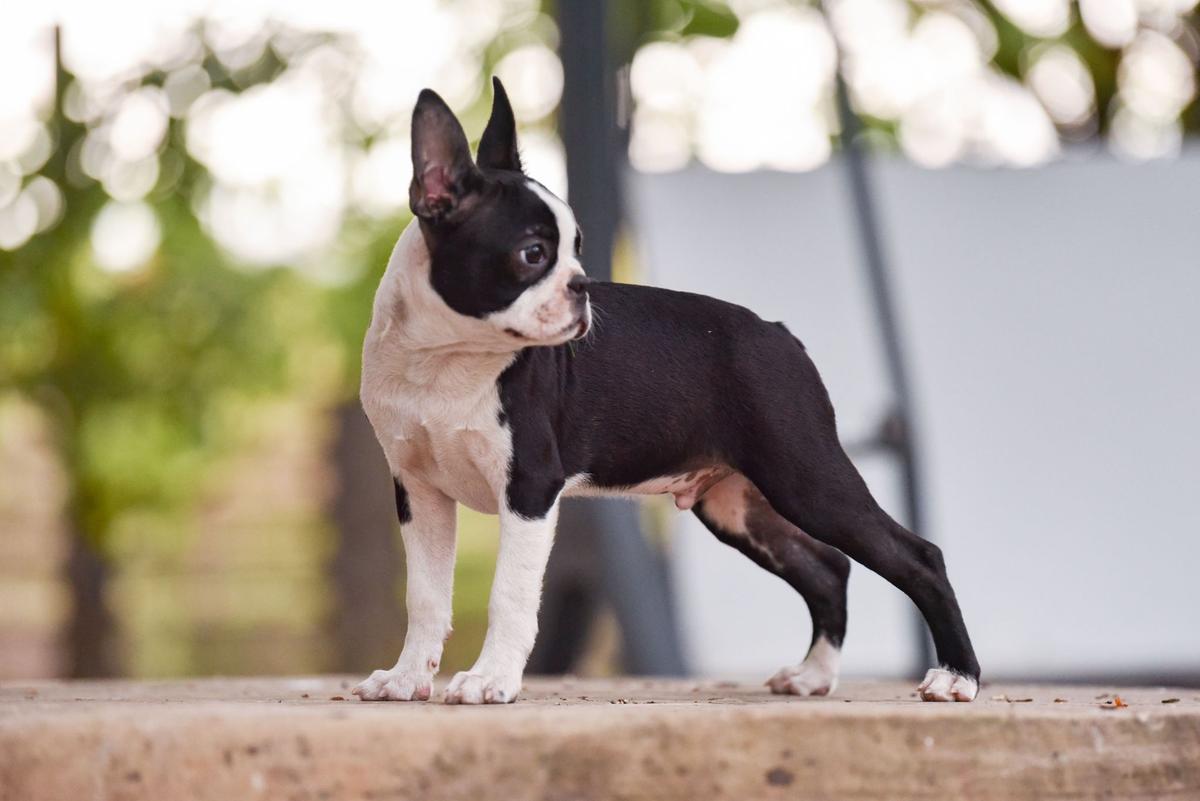 DOK'S PRIDE FIRESTARTER | Boston Terrier 