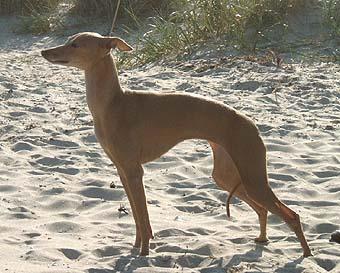 Eugenios Juliet Capulet | Italian Greyhound 