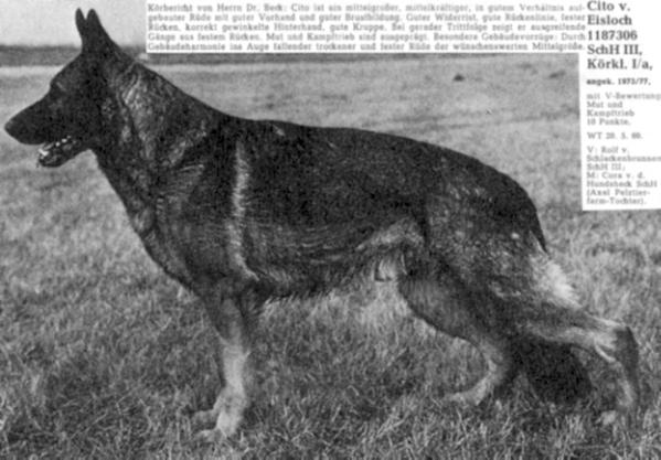 Cito vom Eisloch | German Shepherd Dog 