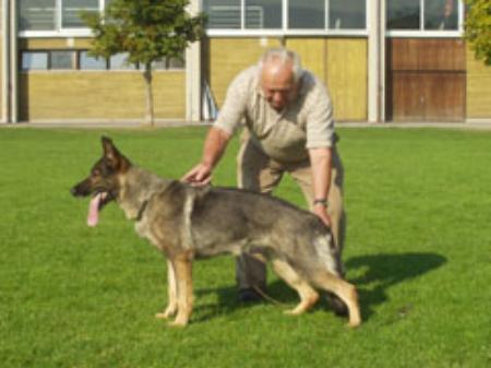 Geli vom Sulzachgrund | German Shepherd Dog 