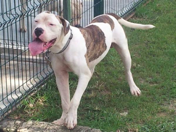 Sammy of bullvision kennels | American Bulldog 