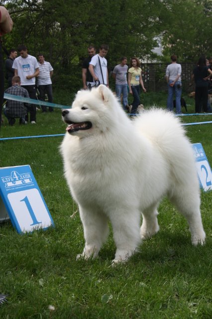 Fluffy Marvel Frosty Ferrero Rocher | Samoyed 