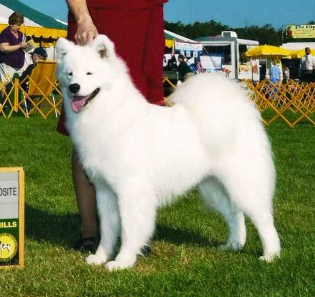 White Magic's De Ja Vu | Samoyed 