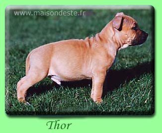 Thor De La Maison D'Este | American Staffordshire Terrier 
