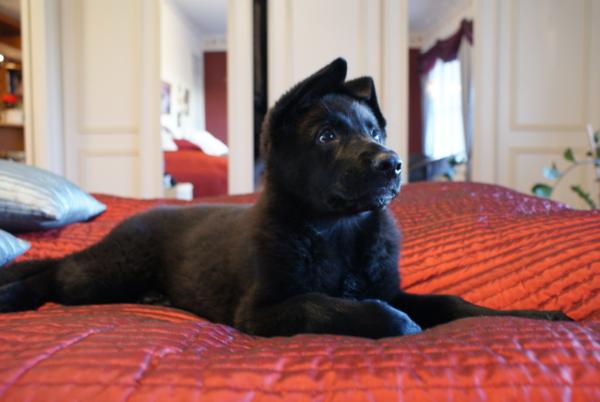 Zaya`Star Anastacia | German Shepherd Dog 