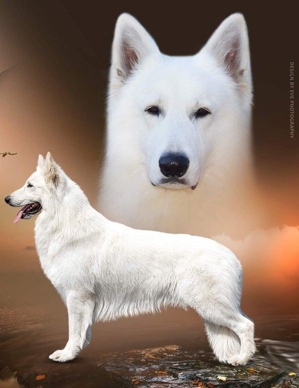 Cooperis Baltasis Slenis | White Swiss Shepherd Dog 