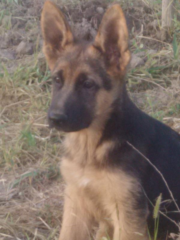 sauron von silverheim | German Shepherd Dog 