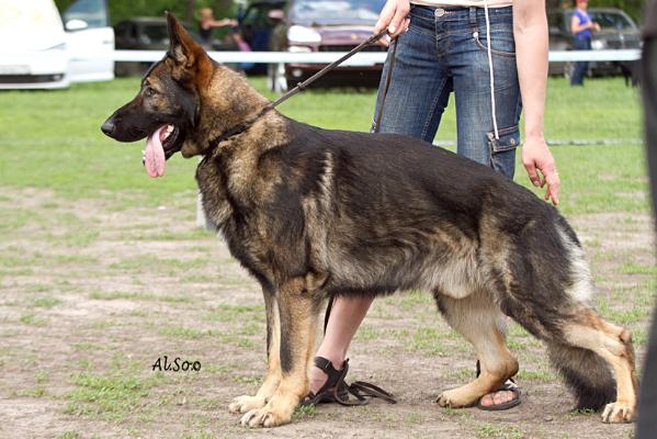 Esco vom Kapbusch | German Shepherd Dog 