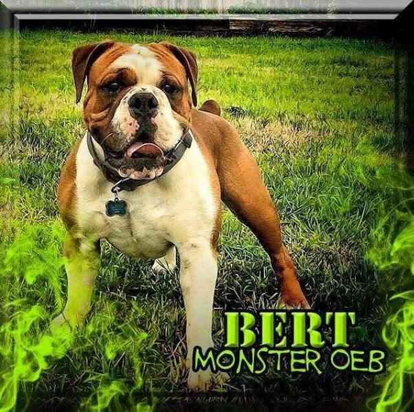 MB&amp;B's Bert's Affliction | Olde English Bulldogge 